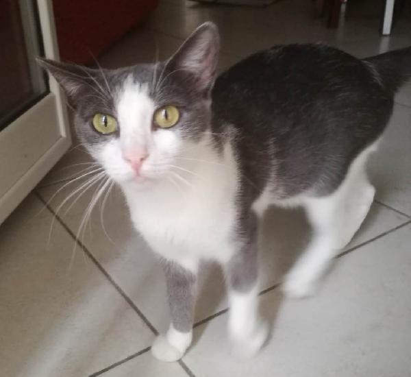 Rosalia Una Gattina Perfetta!